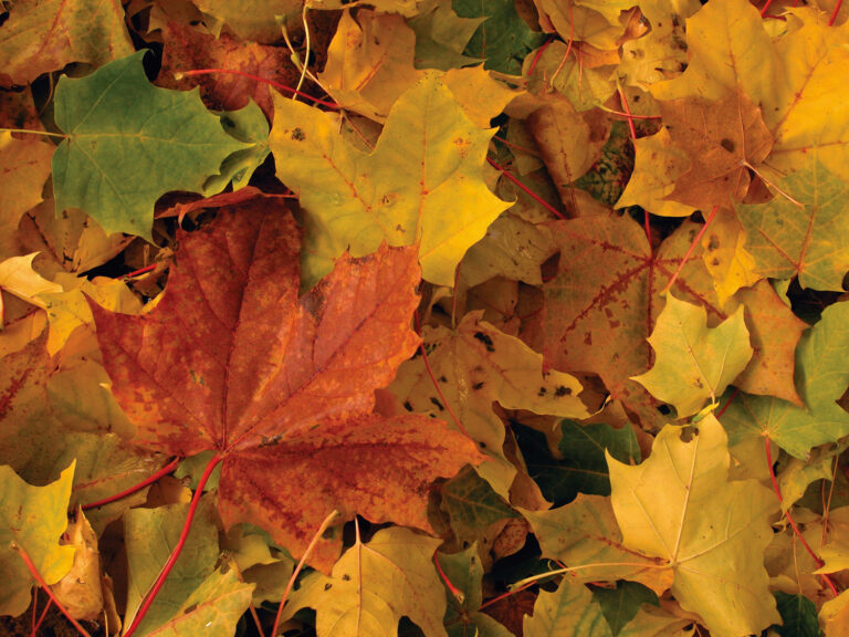Autumn leaves - getting home ready for fall season concept