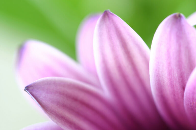 Blooming flower, representing the 2023 spring real estate market outlook